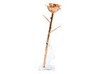 Ruusukullatturuusu Aphroditeproduct thumbnail #5